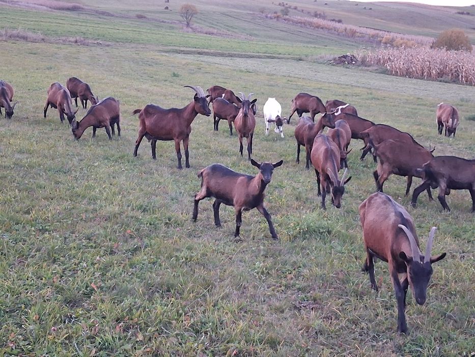 Capre tinere de vânzare
