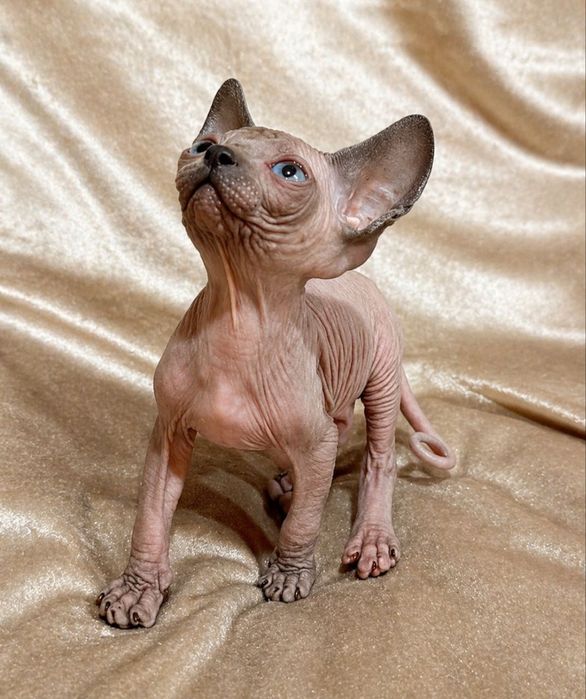 Сфинкс канадский  2 месяца