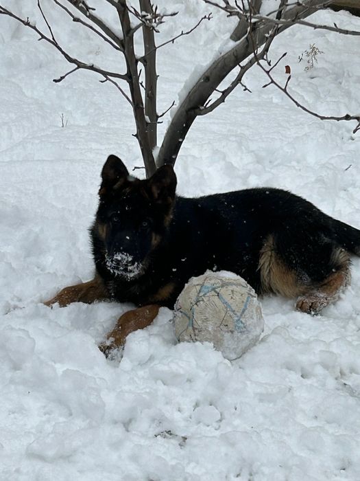 Немецкая овчарка