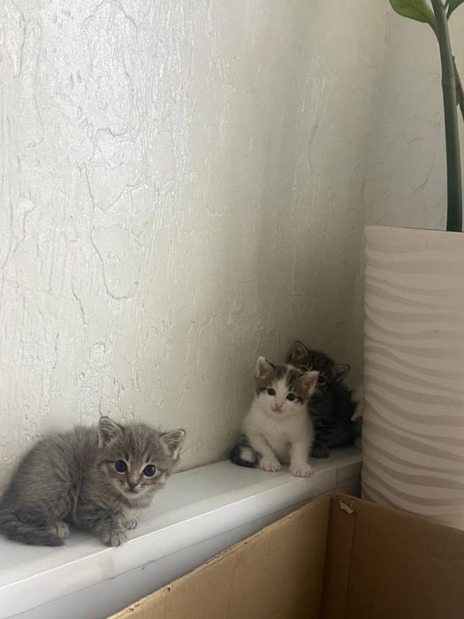 Мысық тегін берем