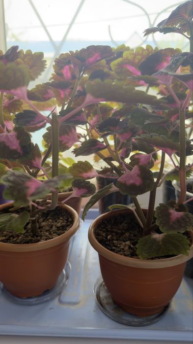 Цветы Колеус.