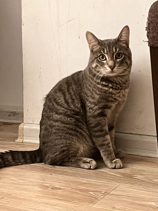 Ищем кошечку на вязку(первый раз)