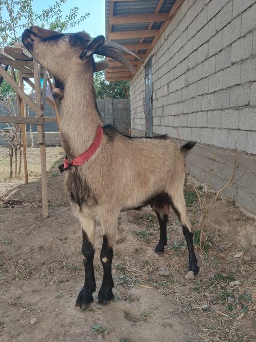 Чех ешки саумалы