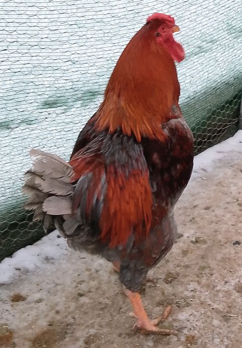 Vînd Cocoși de Rasă Tineret 2025.