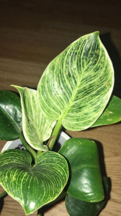 Комнатные цветочки