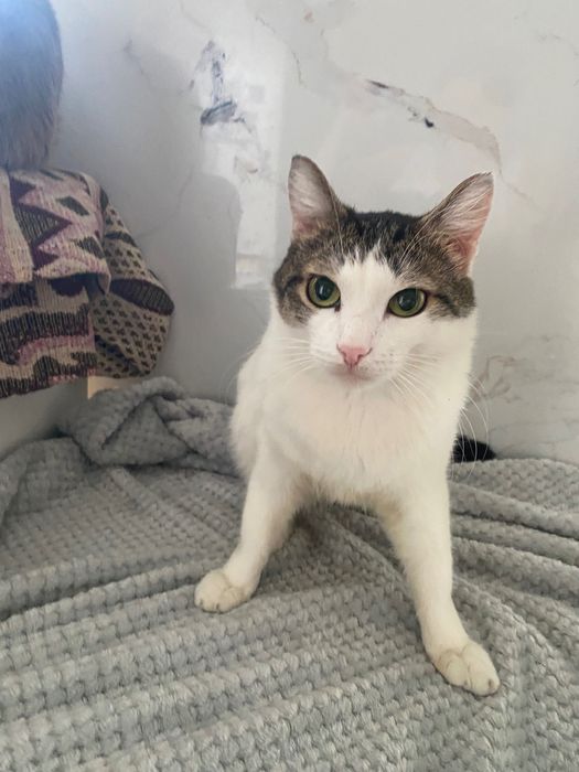 Кот самый нежный