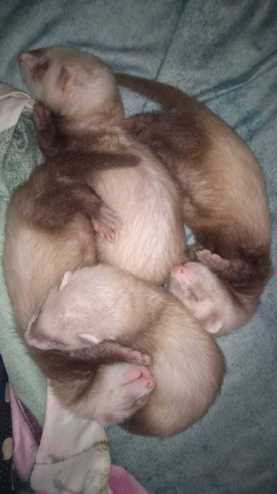 Продам хорьков малышей