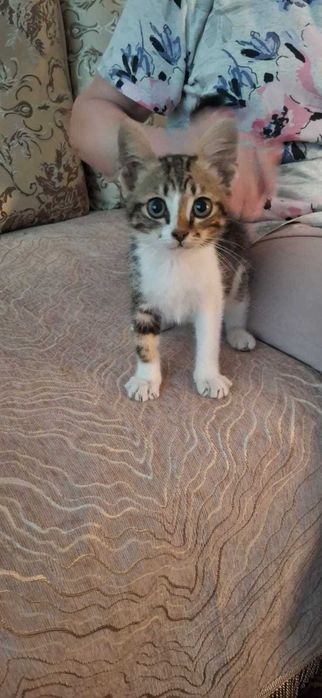 котик ищет дом .