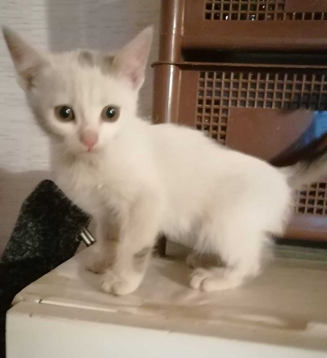 Малки котета си търсят дом