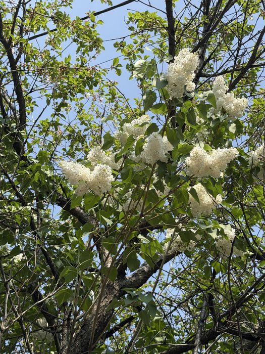 Букет сирени только от 10 тыс