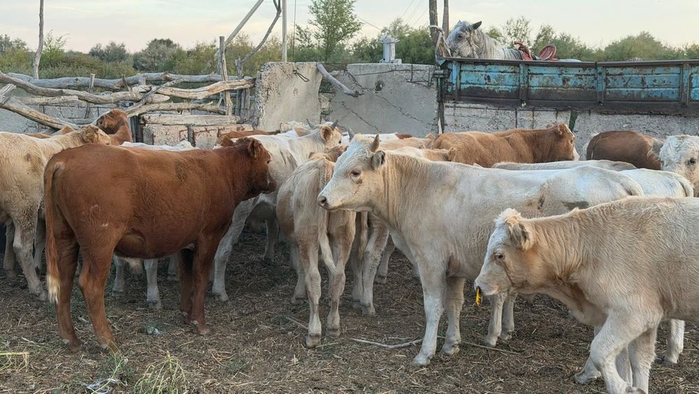 40 бас еркек бұзау сатылады Әулиекөл