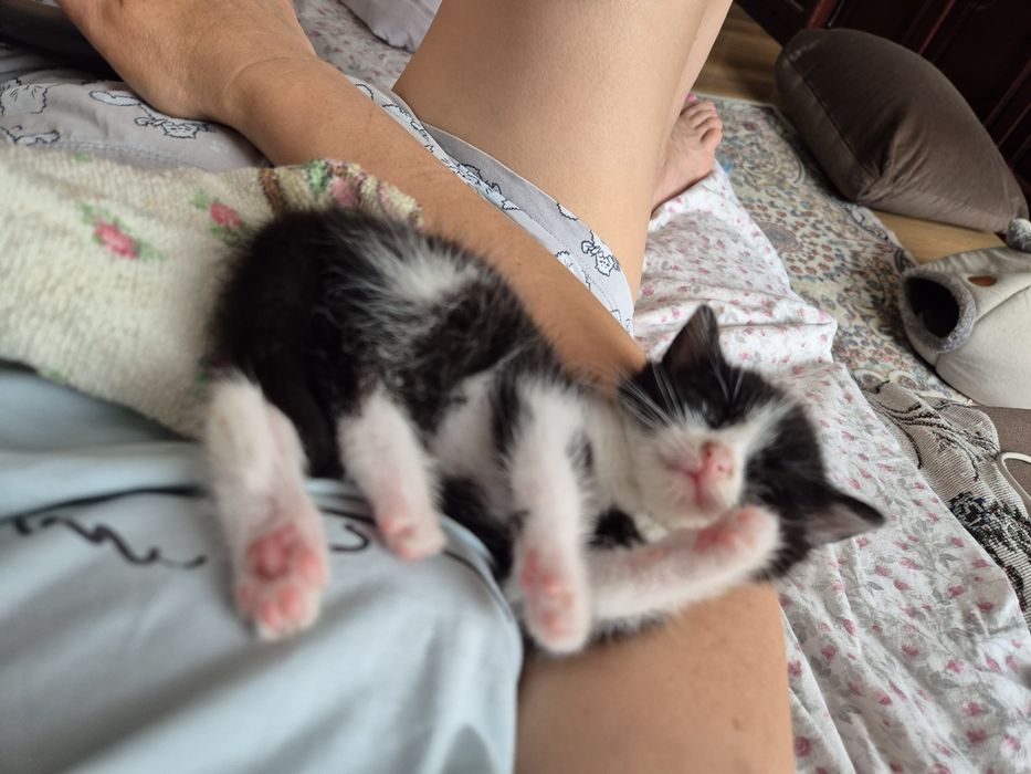 Котёнок  девочка. 1 месяц.