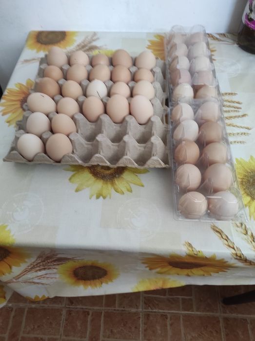 Ouă proaspete de tara