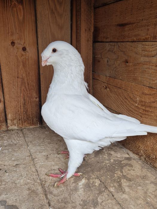 Porumbei americani