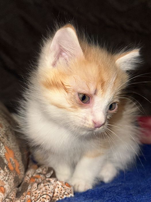 котята в хорошие руки