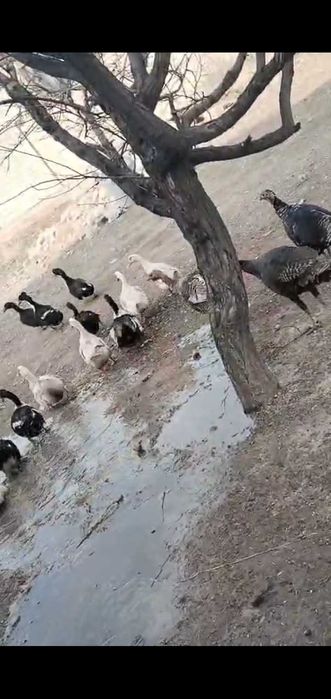 Үндіктер сатылады