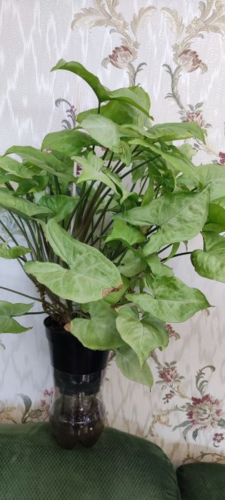 Сингониумы разных сортов