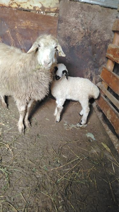 Семіз қой тоқтылар сатылады