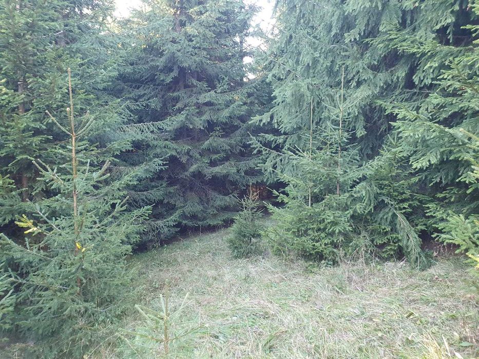 Pasune montana impadurita 16.2 ha