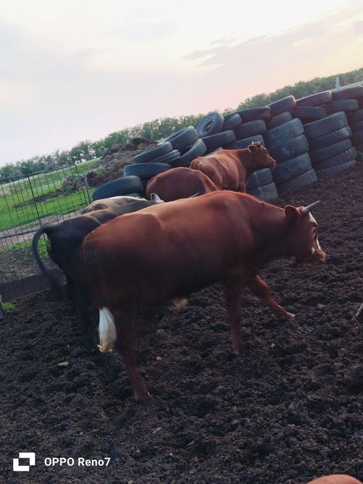Продам молодняк 16 голов