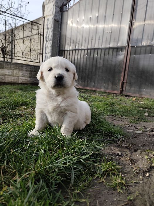 Pui Golden Retierver