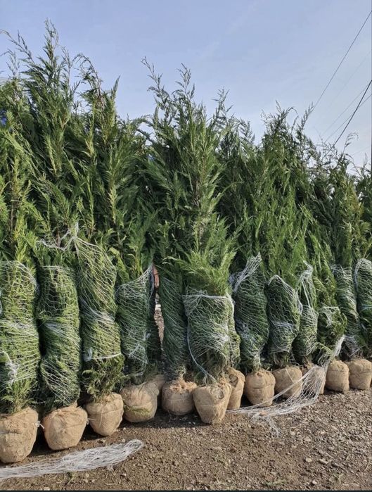 Tuia Leylandii cupressocyparis /OFERTA