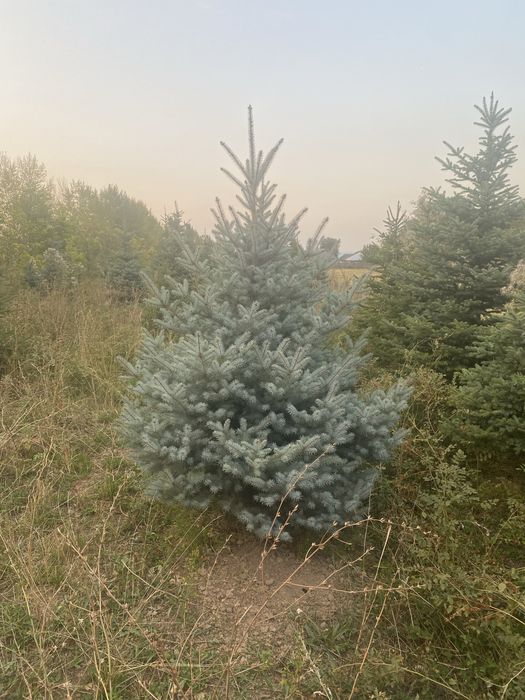 Ель голубая