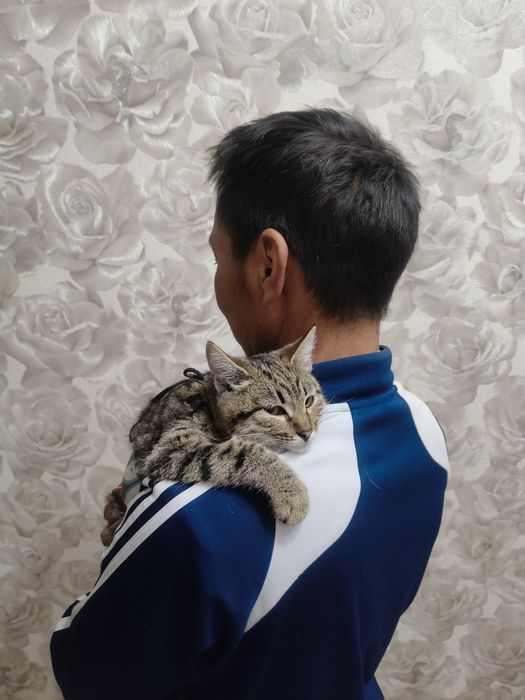 Отдам Котёнка в добрые руки.