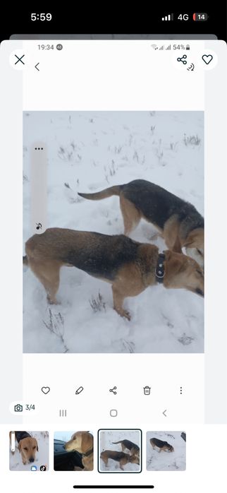 пропала собака Линда