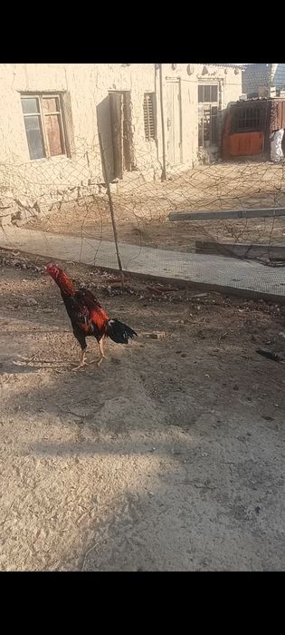 Дакан кораз сатылады