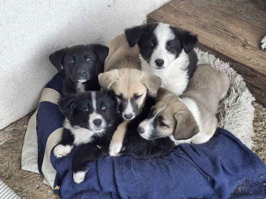 Dau spre adopție 5 căței frumoși