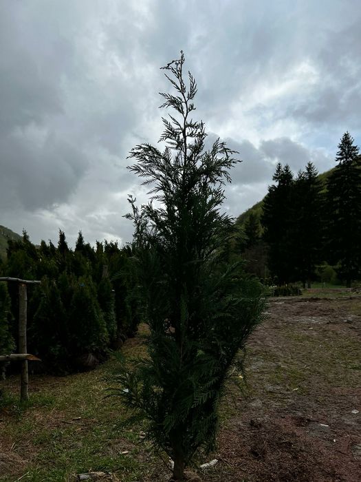 Tuia smarald Leylandii chipaross