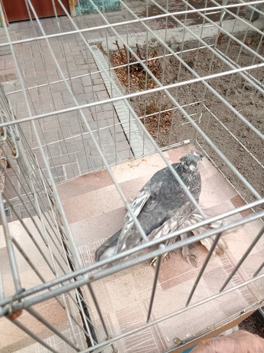 Тараз голуби продам