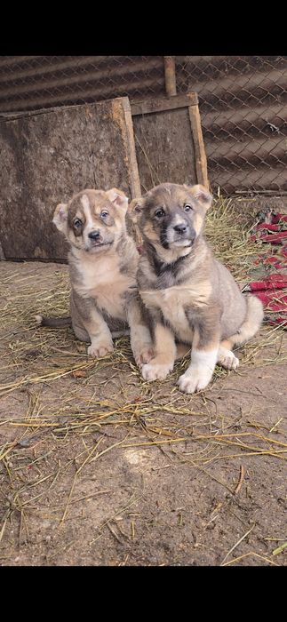 Продам щенка Тобета