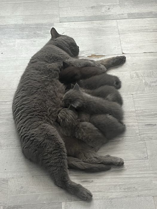 Котята шотландские