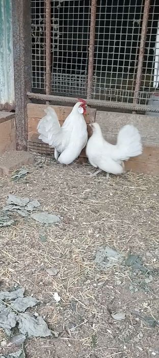 Продам кур породы Ява.