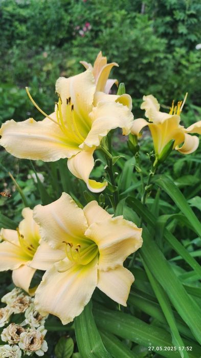 Лилейник саженцы. Лилейник кучати