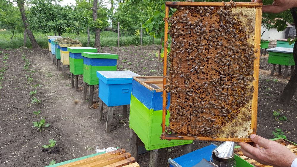 Vand 10 familii de albine Vintileanca/Sahateni/Buzau