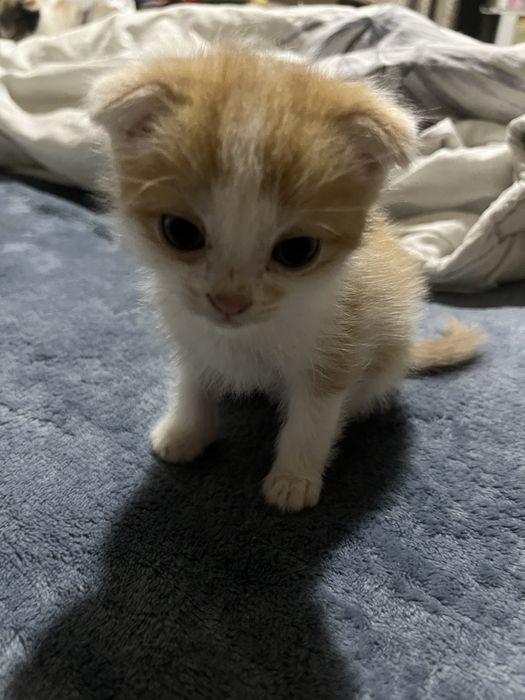 продам котят вислоухие