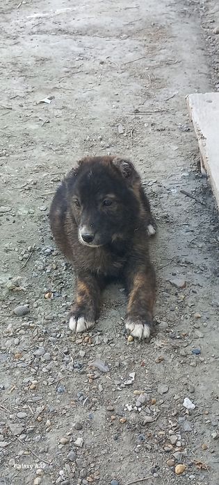 чупон кучу        боласи сотилади