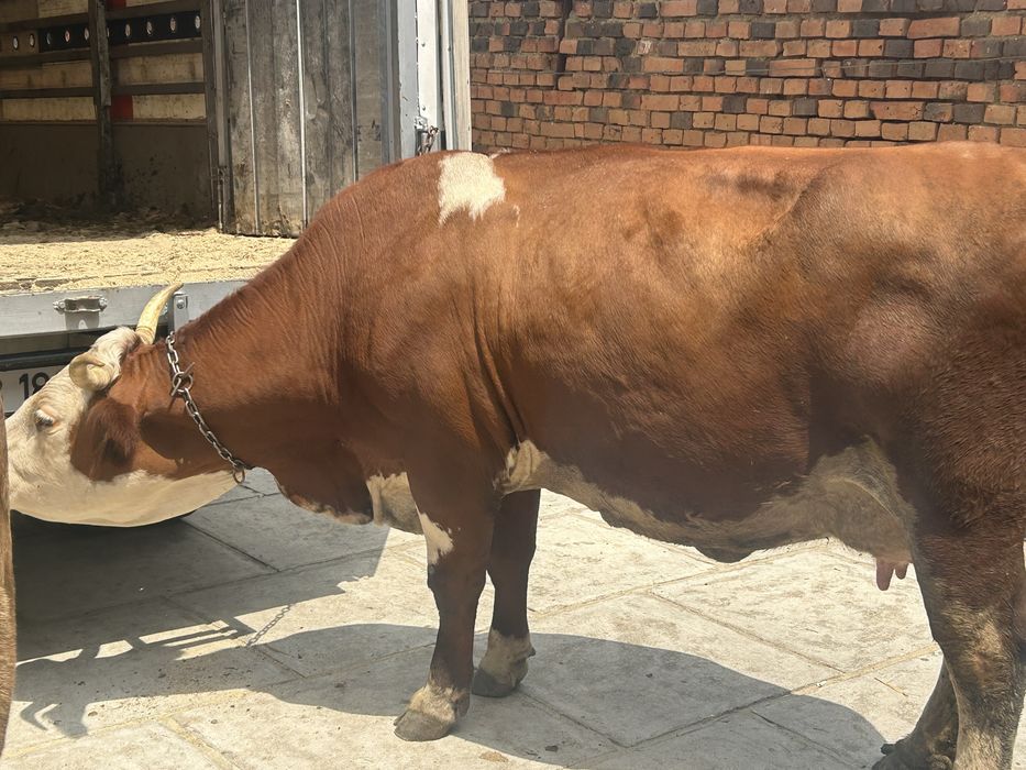 Vand vaca baltata romaneasca