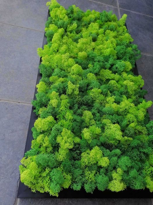 Пано от скандинавски мъх , Пана и картини по поръчка , декорация зелен скандинавски мъх с рамка или без