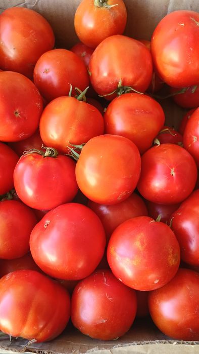 Продам помидоры красные