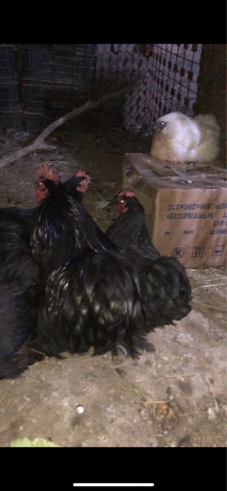 Карликовый кохинхиндер бар