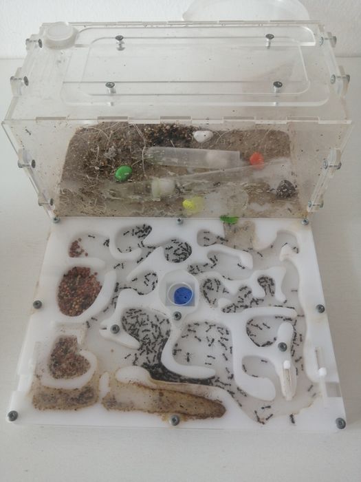 Продаётся формикарий