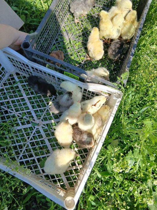 Пподам цыплят 1 недельные