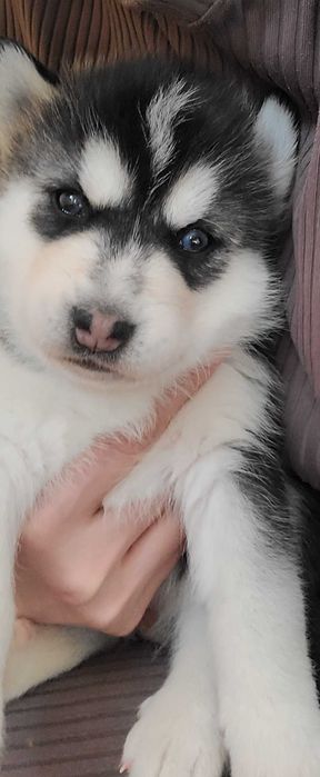 Девочка родилась 14февраля красотка с разными глазами читайте опесание