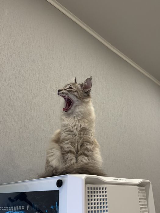 Отдам кота в добрые руки!