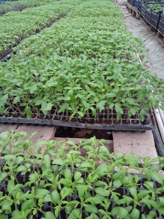 Разсад домати за пикиране