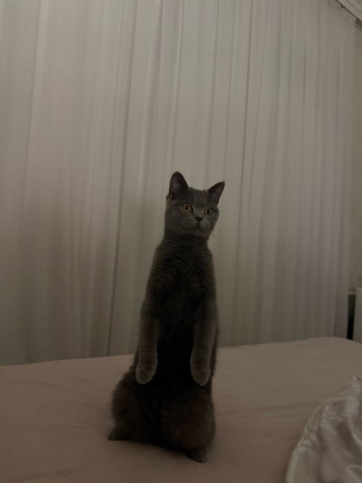 Британская кошка